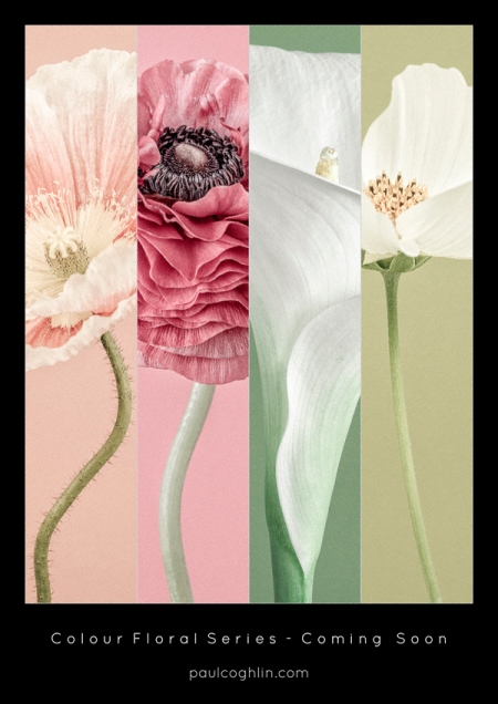 Colour florals series, coming soon_© Paul Coghlin 2014